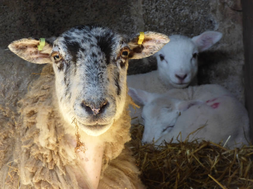 Lambing Live-Mid March to April